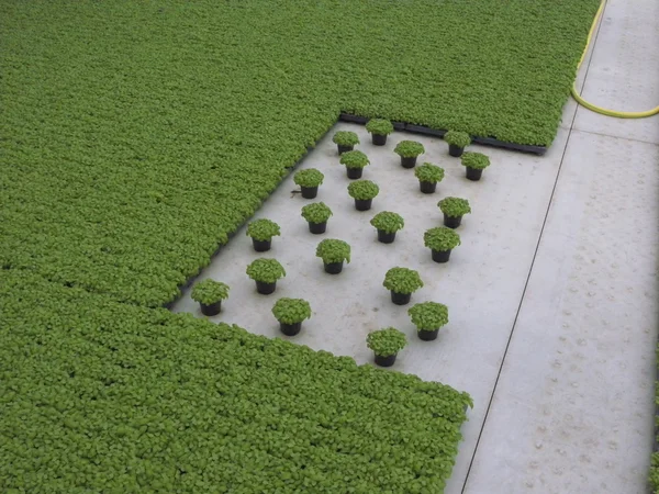 stock image Basil In A Greenhouse