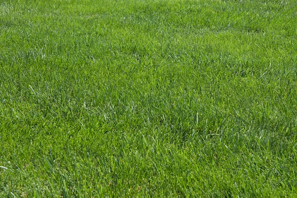 Pelouse, herbe verte — Photo