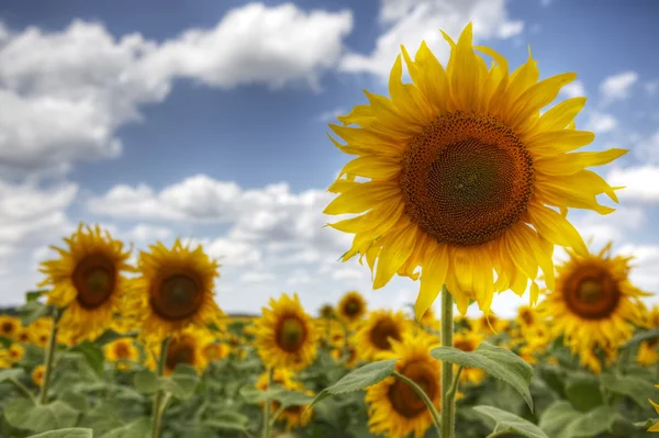 stock image Sunflowers