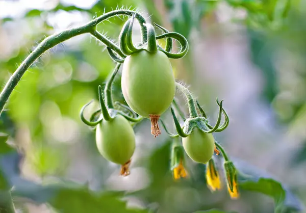 Stock image Green tomatoes on the vine