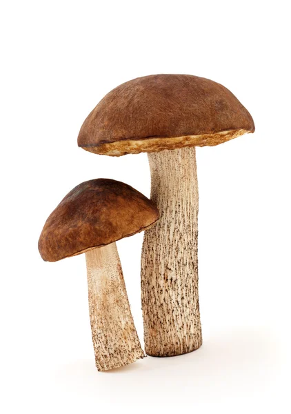 Două ciuperci — Fotografie, imagine de stoc
