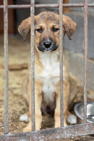 Cachorro encerrado en la jaula — Foto de Stock