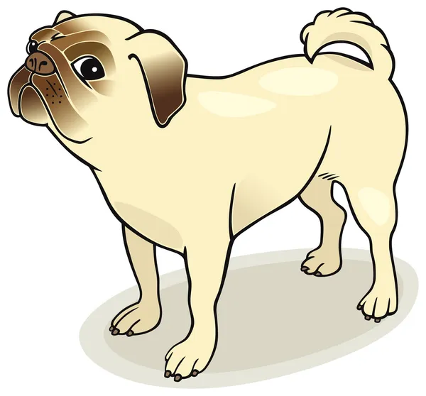 Dog breeds: Pug — Stock Vector