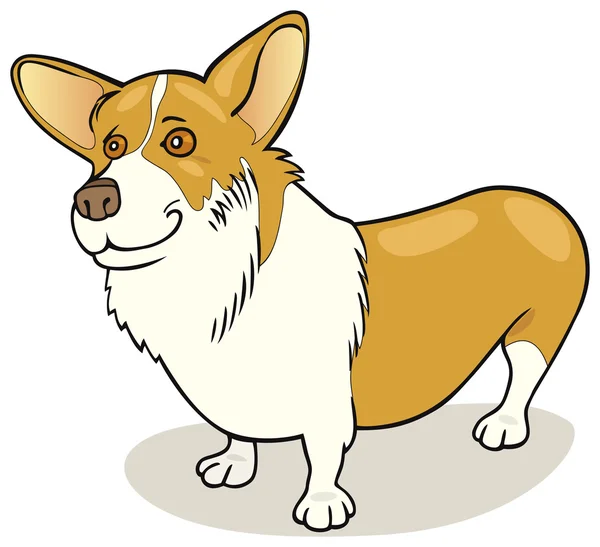 犬の品種: ウェルシュ ・ コーギー ・ ペンブローク — ストックベクタ