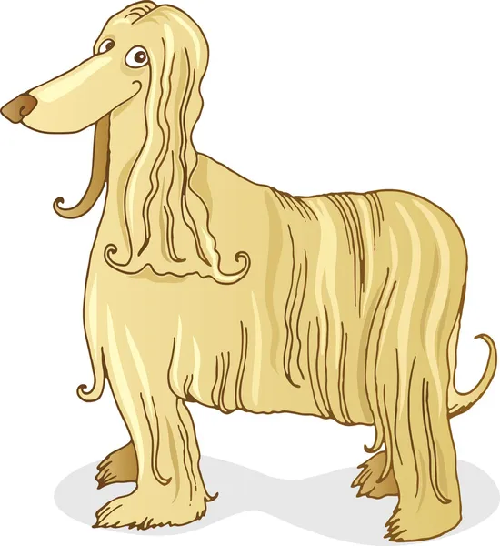 Afghan hound dog — Stock Vector