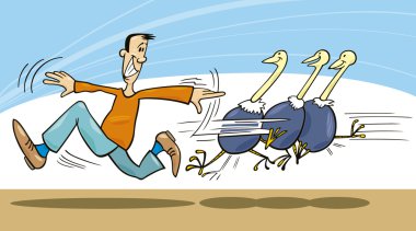 Man and ostriches clipart