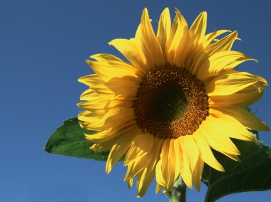 SUNFLOWER clipart