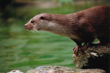 Otter clipart