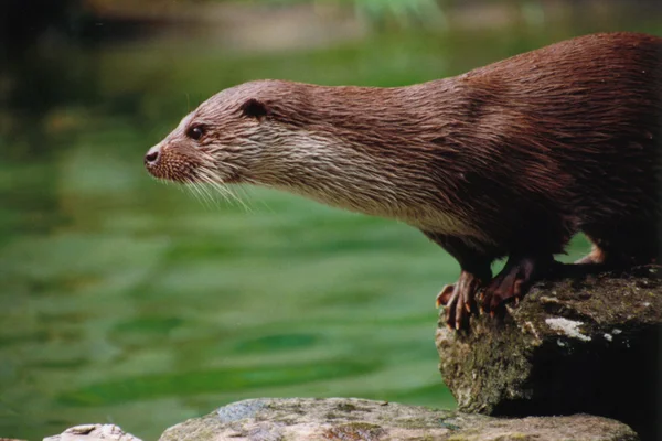 stock image Otter