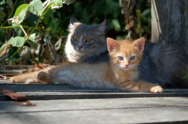 Young mother lady-cat