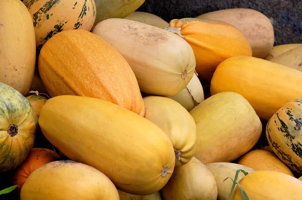 stock image Pumpkin