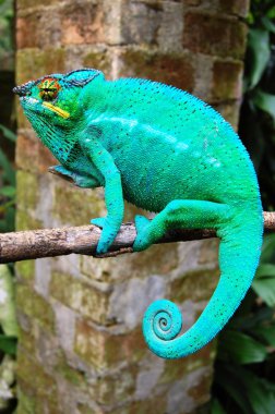 Brightly coloured chameleon clipart