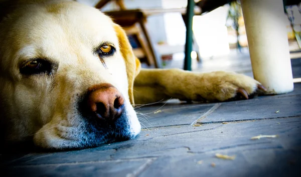 Stock image Lazy dog