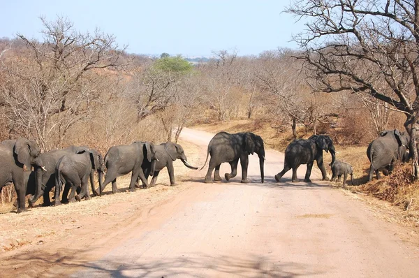 Пересечение слонов — стоковое фото