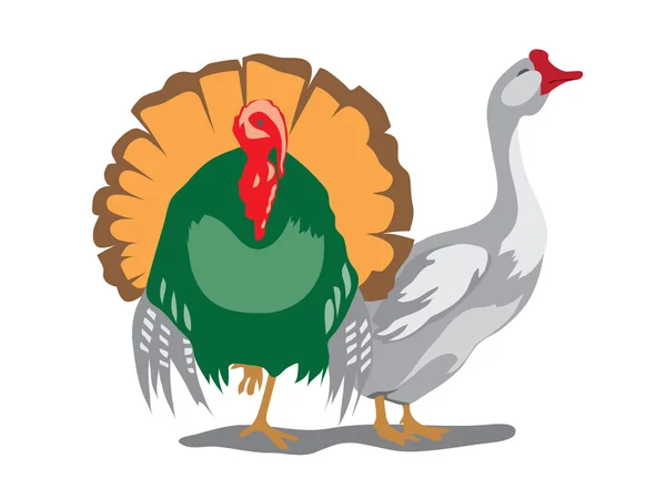 Goose and turkey — Stock Vector