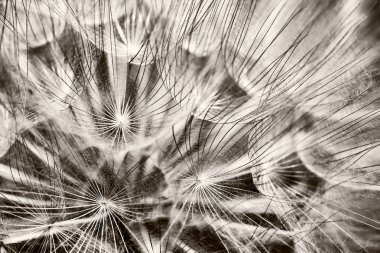 Dandelion clipart