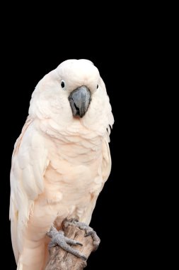 White Cockatoo clipart