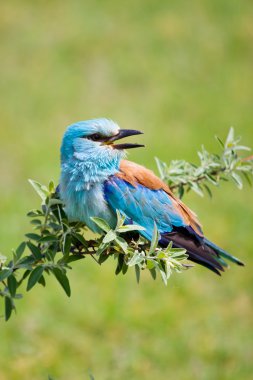 Portrait of an European Roller sitting on a branch clipart