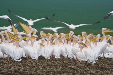 Pelican colony clipart