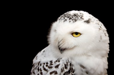 Snowy Owl clipart