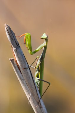 Mantis religiosa clipart