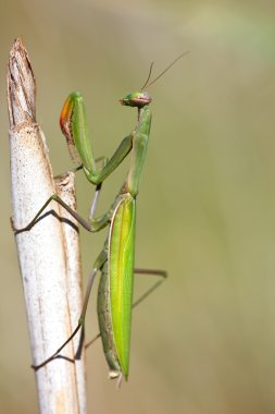 Mantis bileğinde