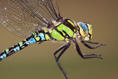 Southern Hawker clipart