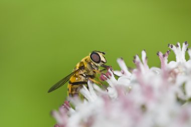 Myathropa florea