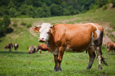 la vaca en un campo