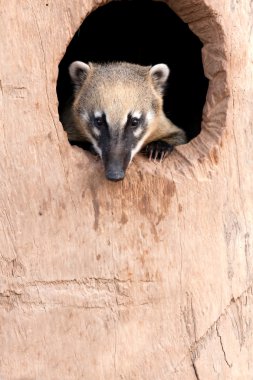 Ring -tailled coati clipart