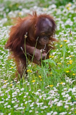 genç bebek orangutan