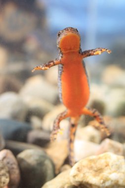 Alpine newt clipart