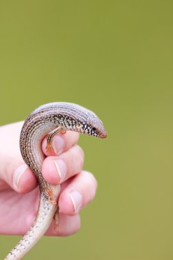 Ocellated Skink clipart