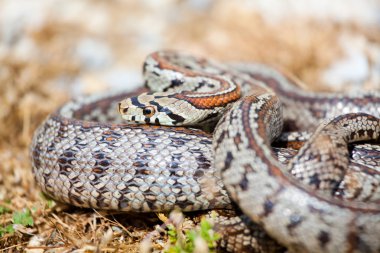 leopar yılanı