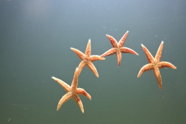 denizyıldızı