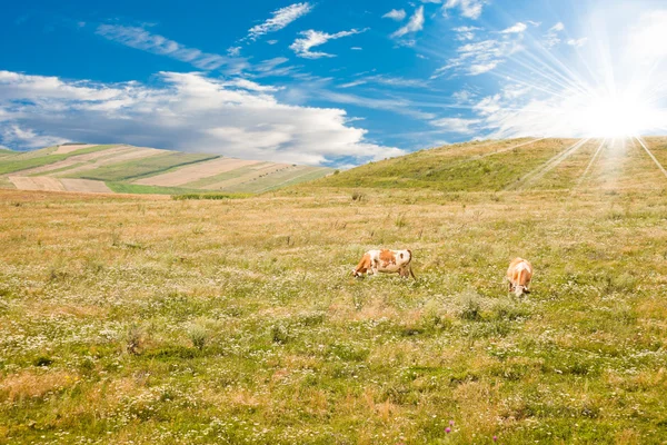 Køer på græs - Stock-foto