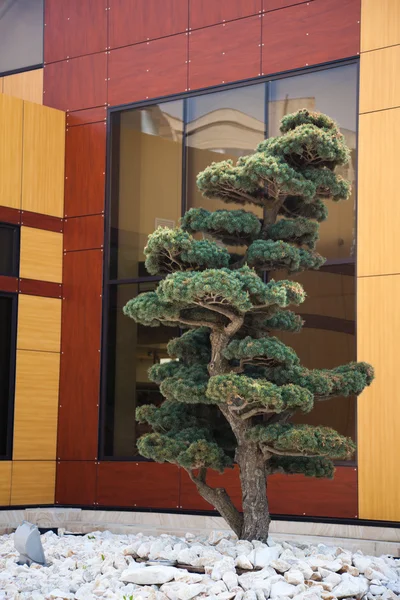 Decorative tree — Stock Photo, Image