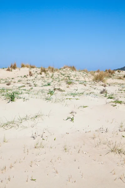 Dunes à la plage de Kalogria — Photo
