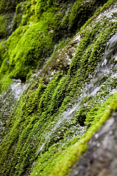 Vatten som rinner genom moss — Stockfoto