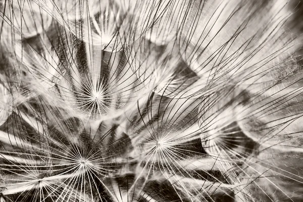 stock image Dandelion