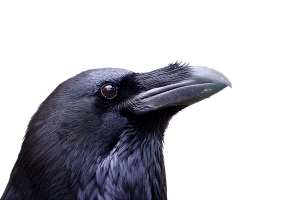 Common raven — Stock Photo, Image