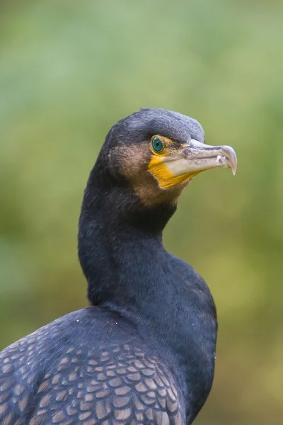 Great cormorant — Stock Photo, Image