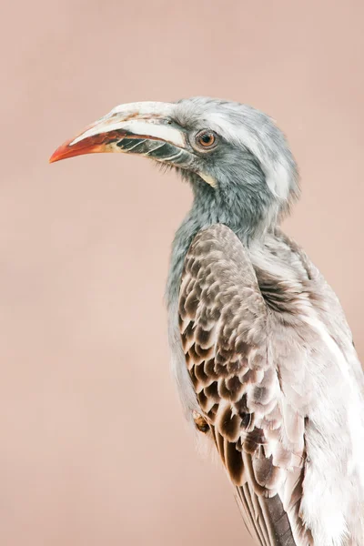 Hornbill gris africano — Foto de Stock