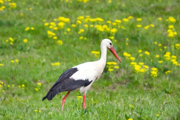 Hvid stork - Stock-foto