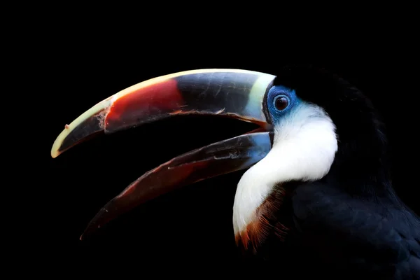 Tucano de garganta branca — Fotografia de Stock