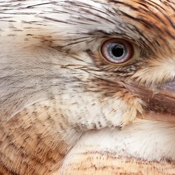 Голубая крылатая кукабурра — стоковое фото