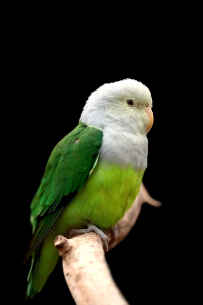 Gri başlı cennet papağanı — Stok fotoğraf