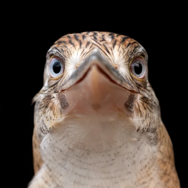 Kék szárnyas kookaburra — Stock Fotó