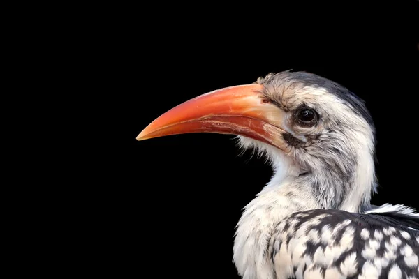 Hornbill faturado vermelho — Fotografia de Stock