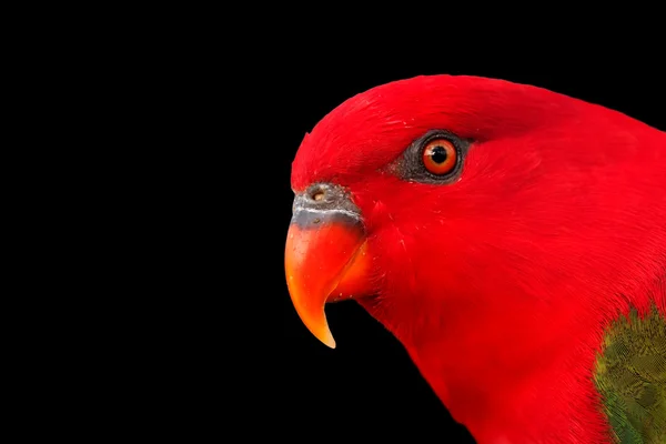 Chattering Lory — Stock Photo, Image